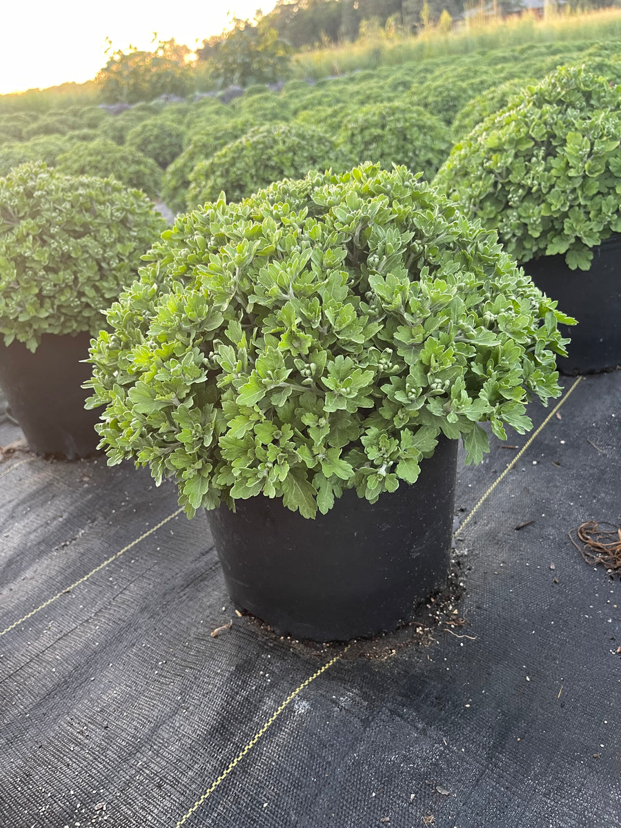 Copper Coin Bronze Potted Garden Mum Flourish Farmette