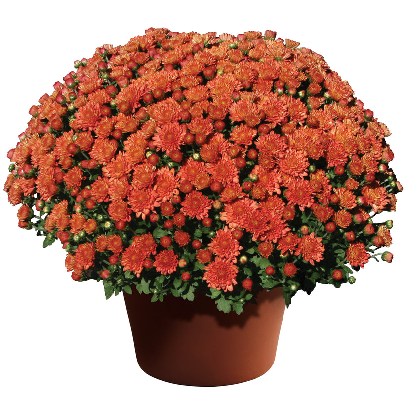 Flourish Farmette Potted Garden Mums