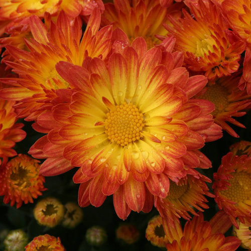 Stacy Dazzling Orange Potted Garden Mum