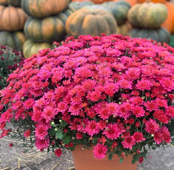 Pink Frenzy Potted Garden Mum