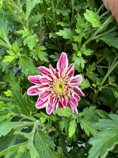 Peppermint Passion Pink Potted Garden Mum