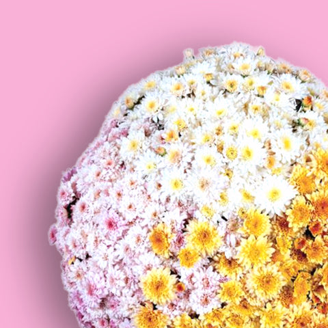 Brady Confetti Trio Potted Garden Mum