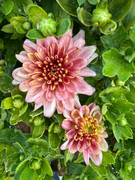 Padre Cerise Potted Garden Mum