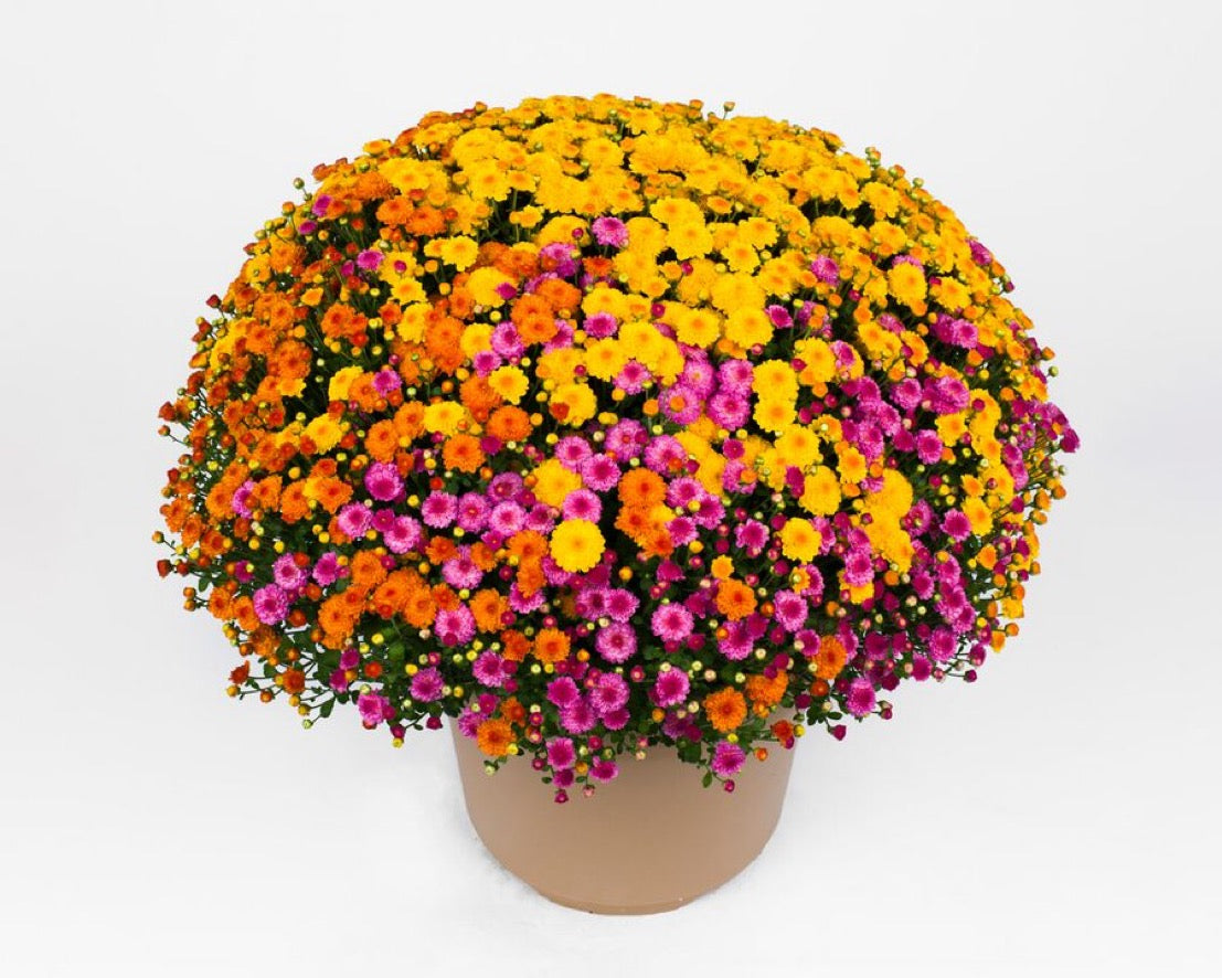 Gigi Acorn Lane Mumbo Trio Potted Garden Mum – Flourish Farmette