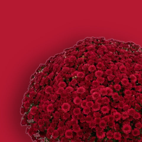 Danielle Red Potted Garden Mum