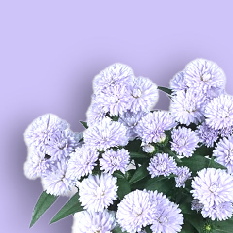 Showmakers Lilac Sunset Aster