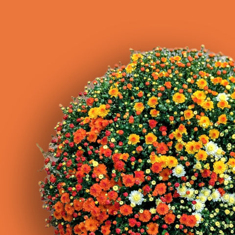 Gigi Candy Corn Mumbo Trio Potted Garden Mum