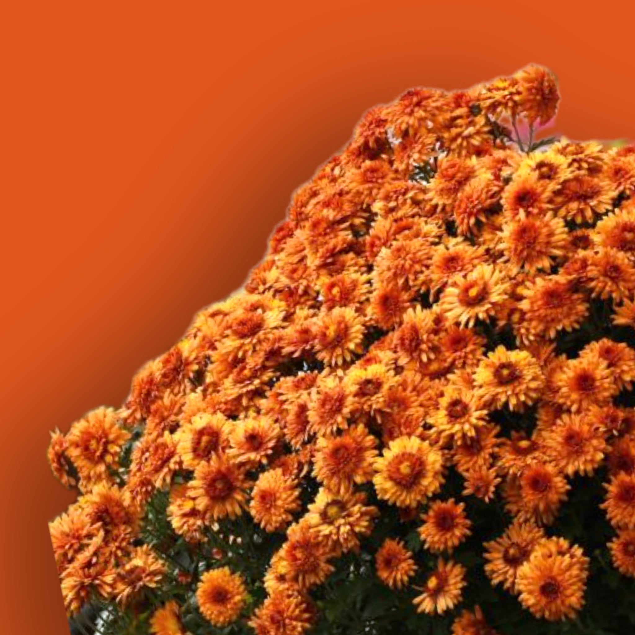 Igloo Hardy Mum - Warm