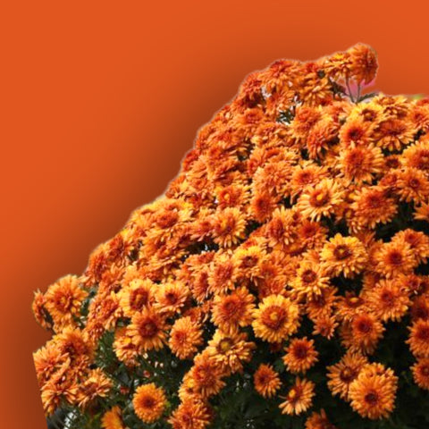 Igloo Hardy Mum - Warm