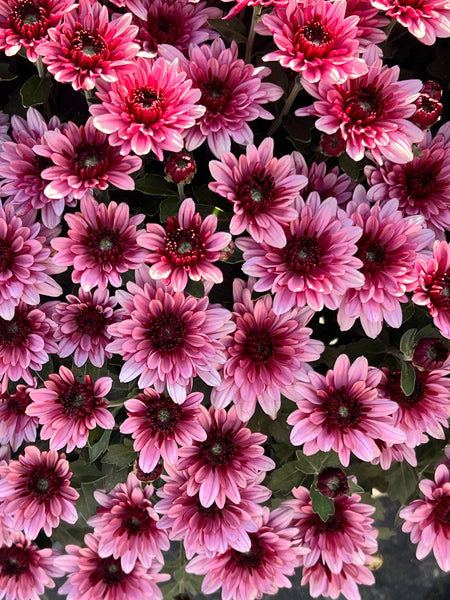 Berry Blast Bicolor Potted Garden Mum