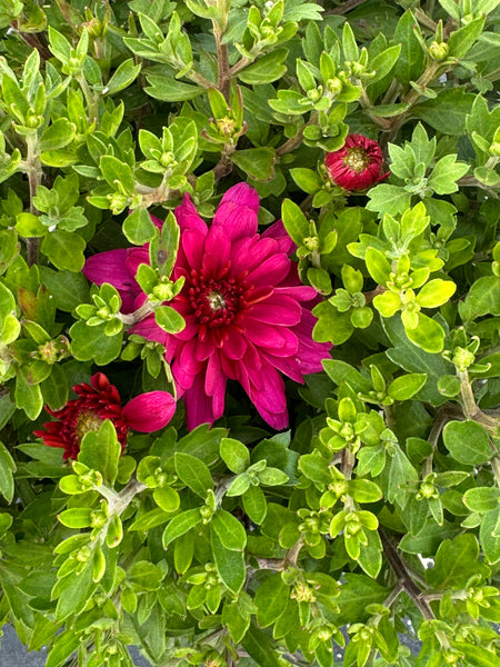 Pink Frenzy Potted Garden Mum