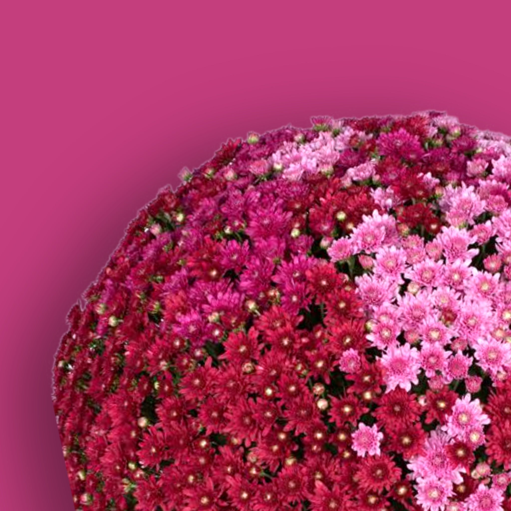 Wanda Berry Trio Potted Mum