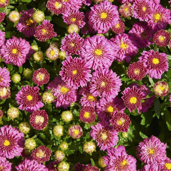 Igloo Hardy Mum - Dainty Pink