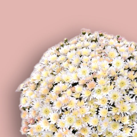 Milkshake Coconut White Potted Garden Mum