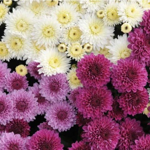 Bewitched Potted Mum Trio