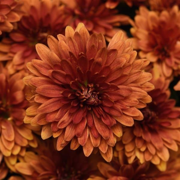 Zuma Orange Potted Garden Mum – Flourish Farmette