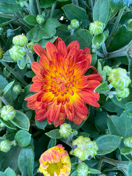 Stacy Dazzling Orange Potted Garden Mum