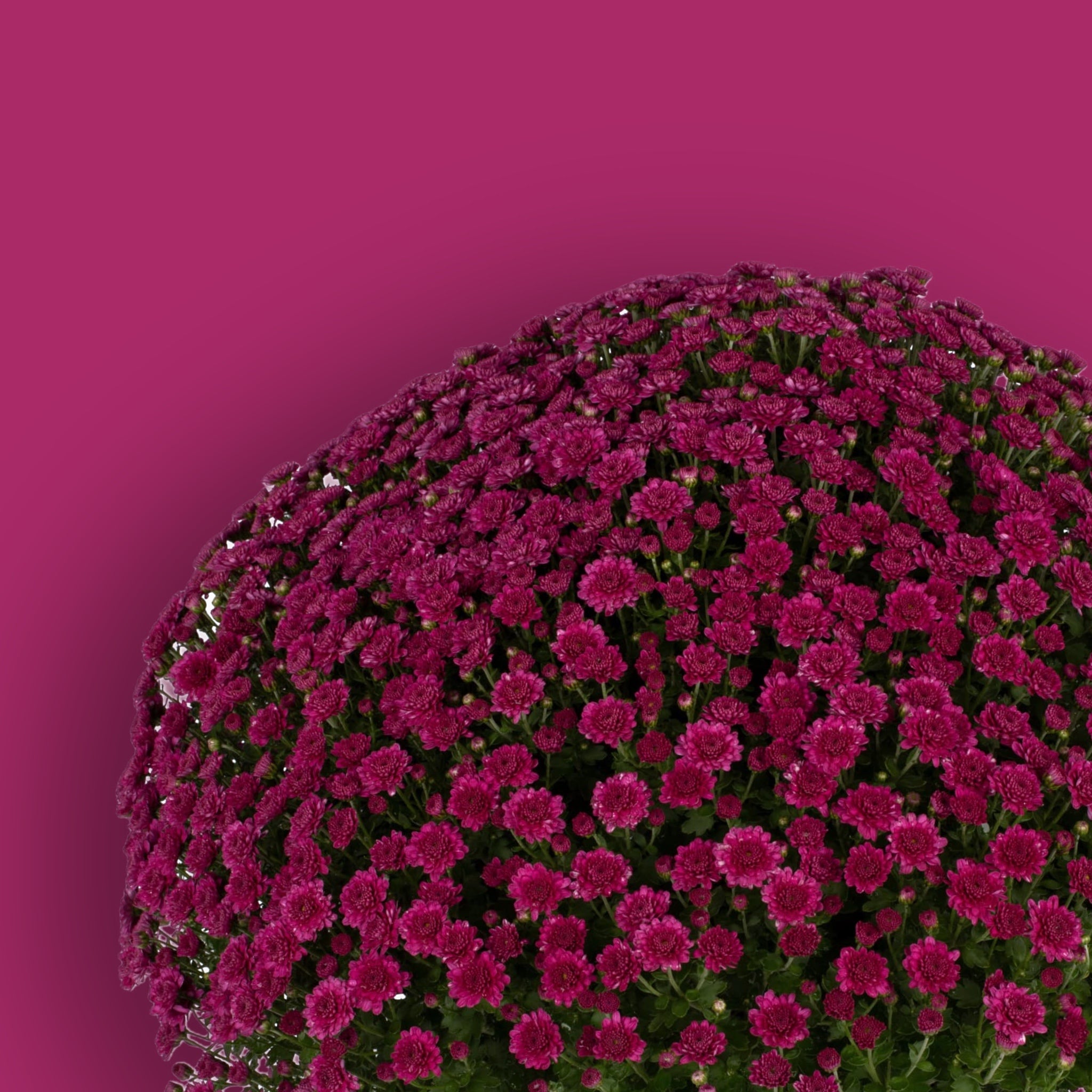 Danielle Purple Potted Garden Mum