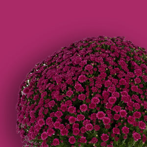 Danielle Purple Potted Garden Mum