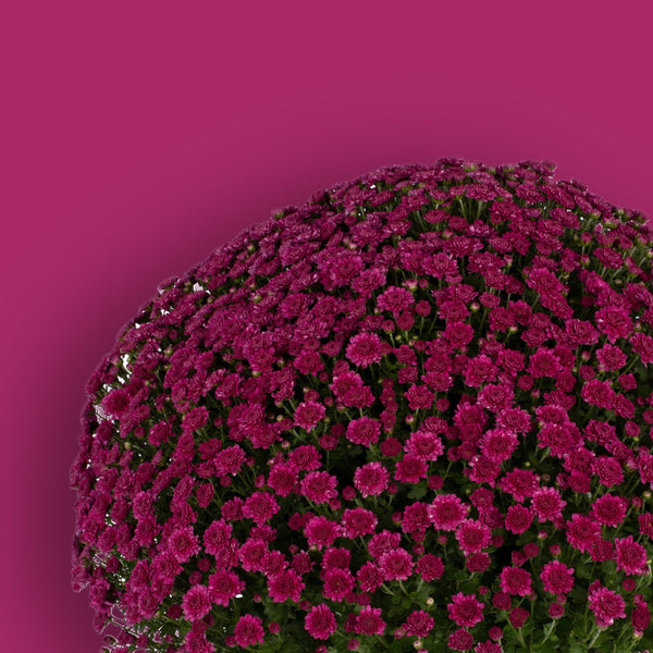 Danielle Purple Potted Garden Mum