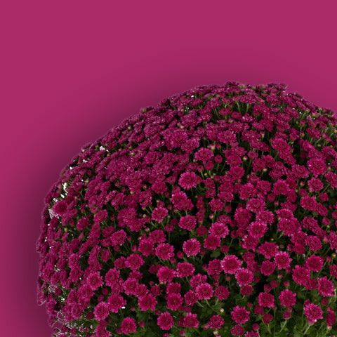 Danielle Purple Potted Garden Mum