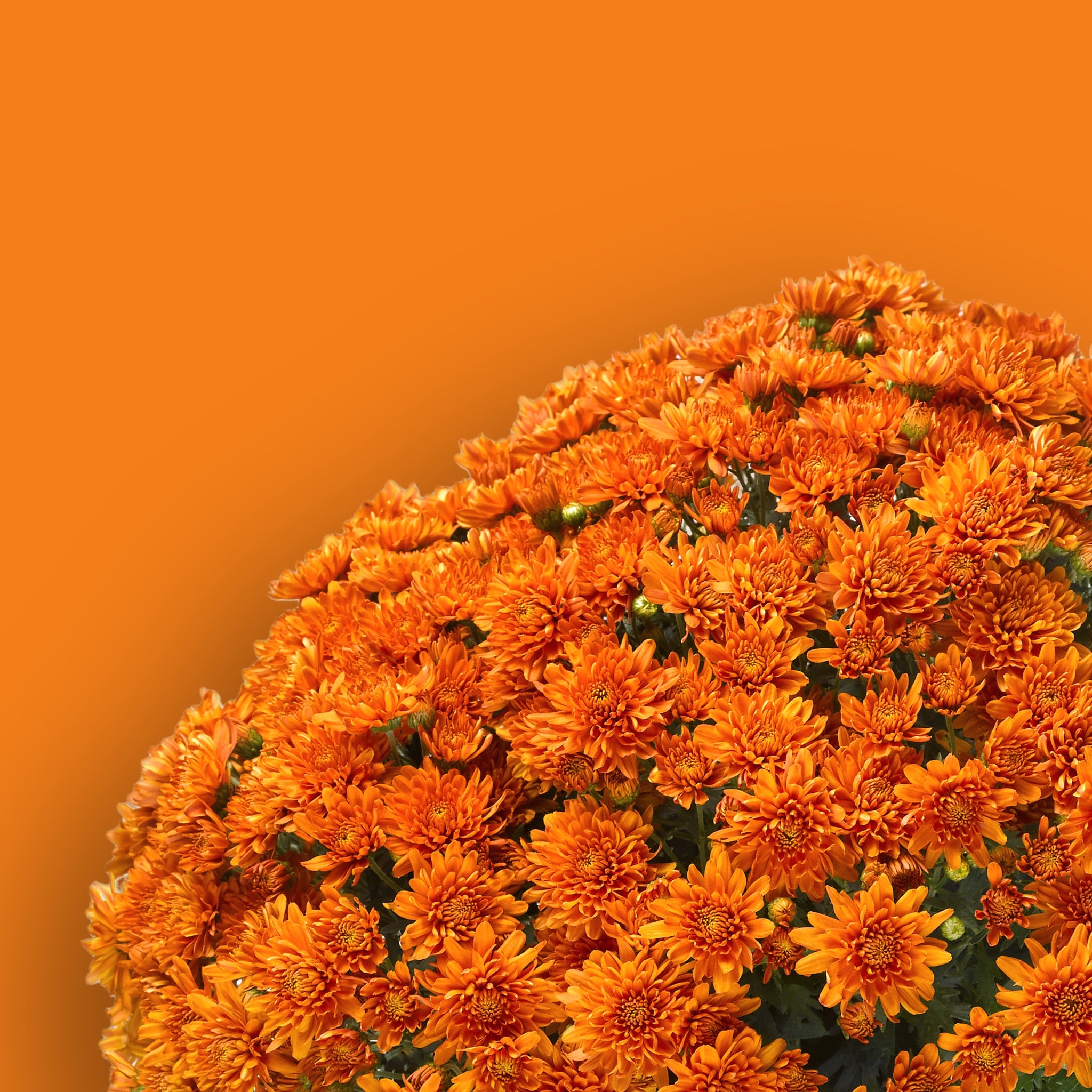 Aubrey Orange Potted Garden Mum