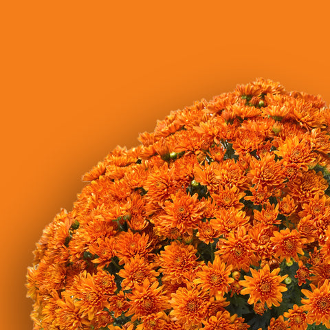 Aubrey Orange Potted Garden Mum