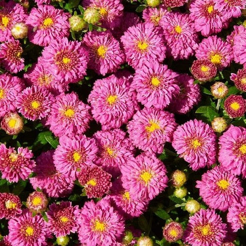 Igloo Hardy Mum - Dainty Pink