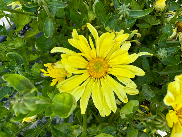 Hardy Mammoth Mum - Yellow Quill