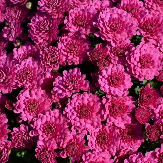Danielle Purple Potted Garden Mum
