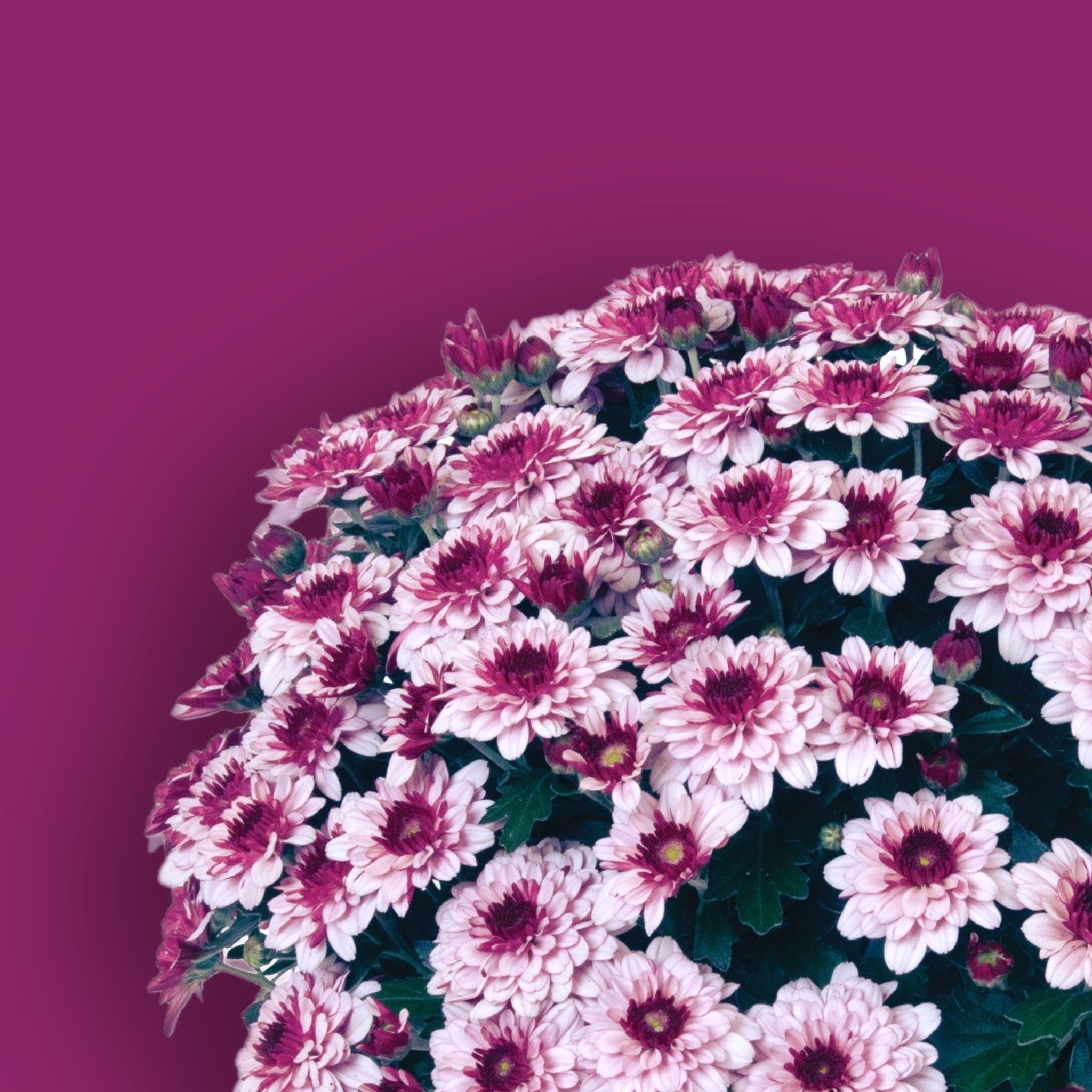 Berry Blast Bicolor Potted Garden Mum