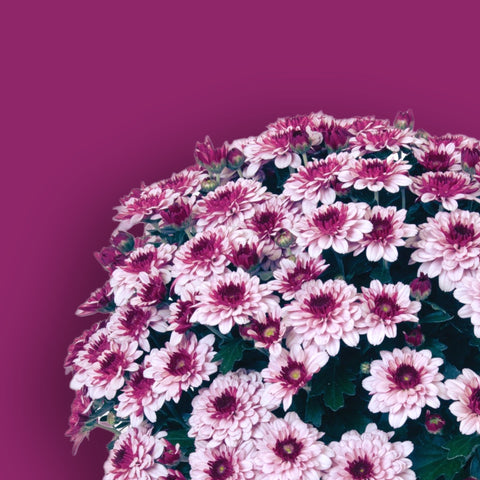 Berry Blast Bicolor Potted Garden Mum