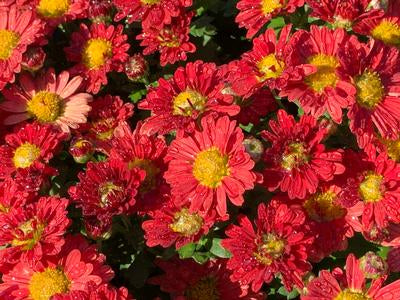 Hardy Mammoth Red Daisy