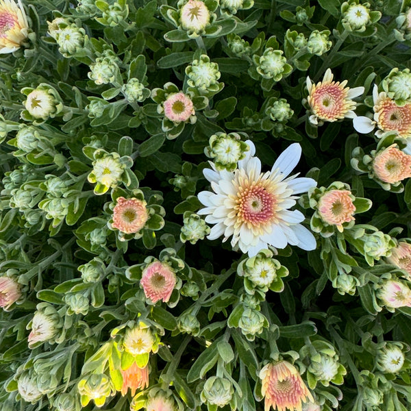 Milkshake Coconut White Potted Garden Mum