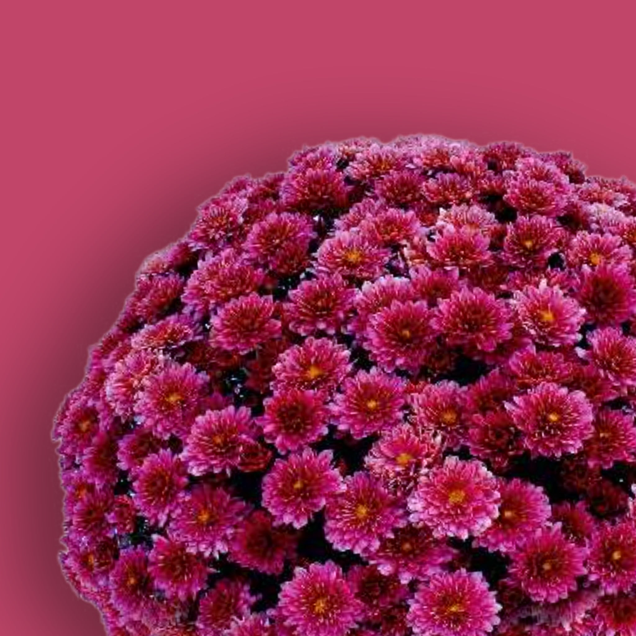 Padre Cerise Potted Garden Mum
