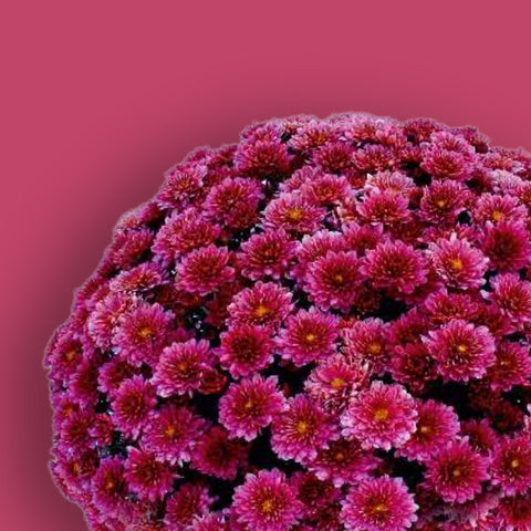 Padre Cerise Potted Garden Mum