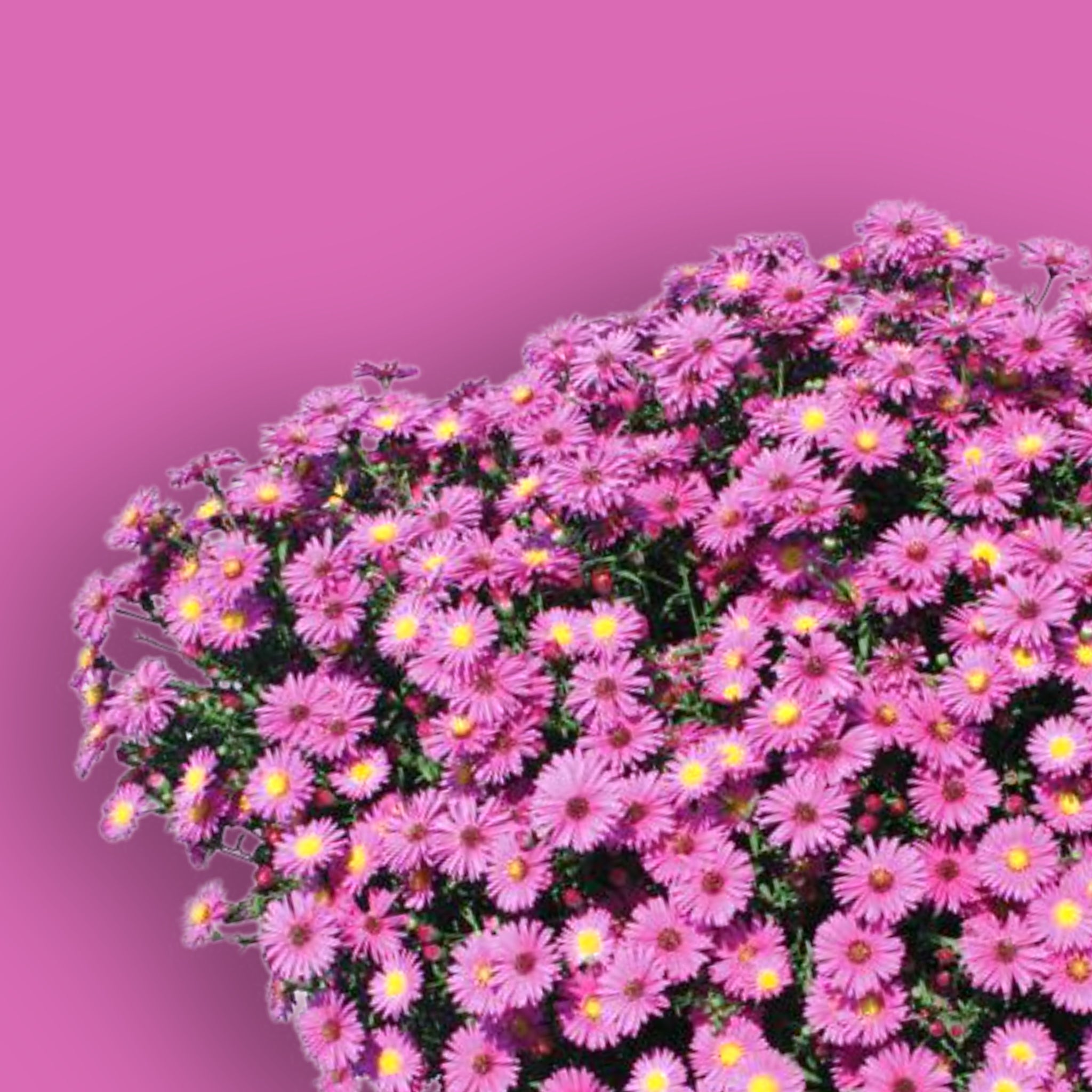 Hazy Dark Pink Aster