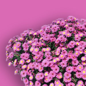 Hazy Dark Pink Aster