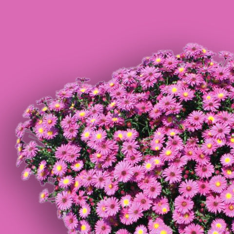 Hazy Dark Pink Aster