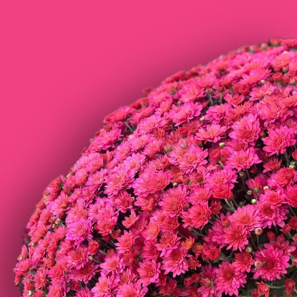 Pink Frenzy Potted Garden Mum