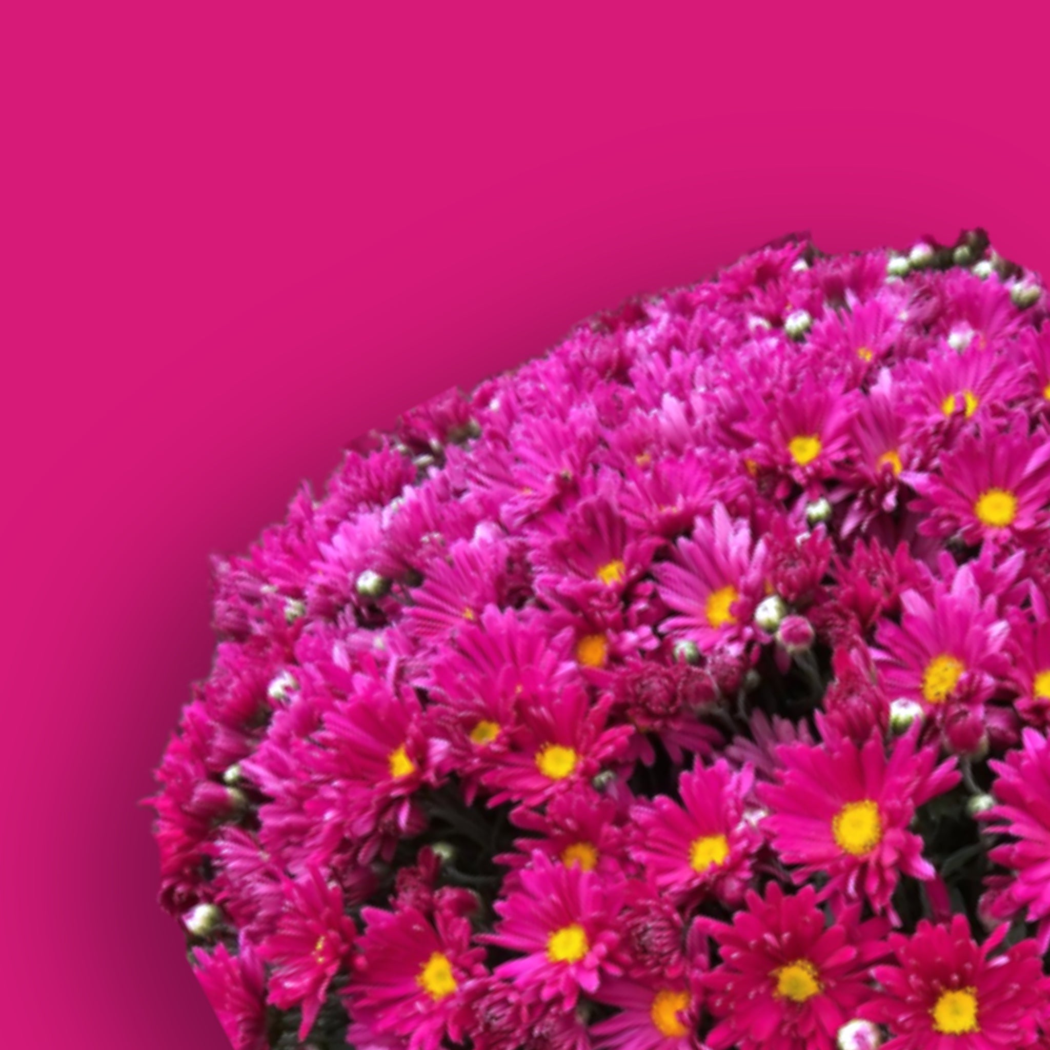 Teresa Pink Potted Garden Mum