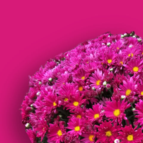 Teresa Pink Potted Garden Mum