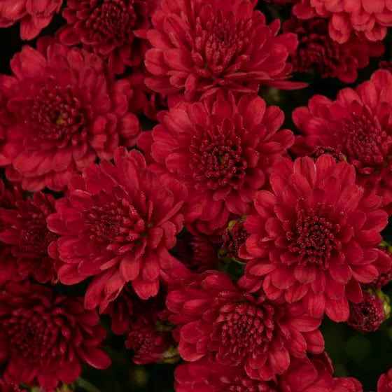 Danielle Red Potted Garden Mum