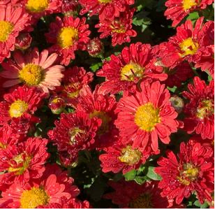 Hardy Mammoth Red Daisy