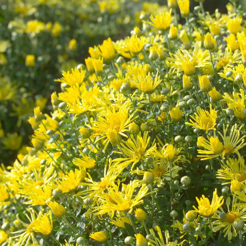 Hardy Mammoth Mum - Yellow Quill