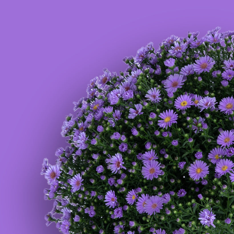 Hardy Mums/Perennials (Zone 5)