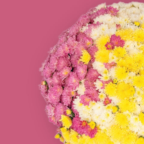 Leo Confetti Trio Potted Garden Mum