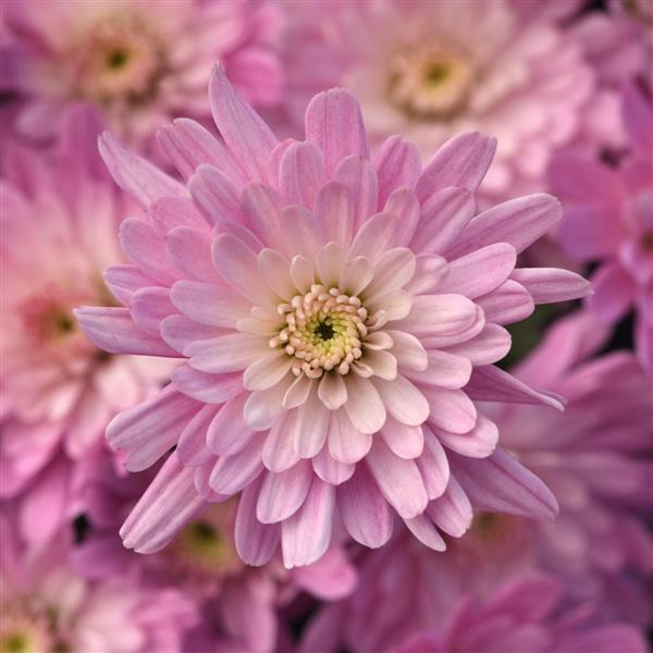 Axios Light Pink Potted Garden Mum