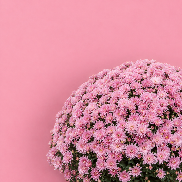 Axios Light Pink Potted Garden Mum