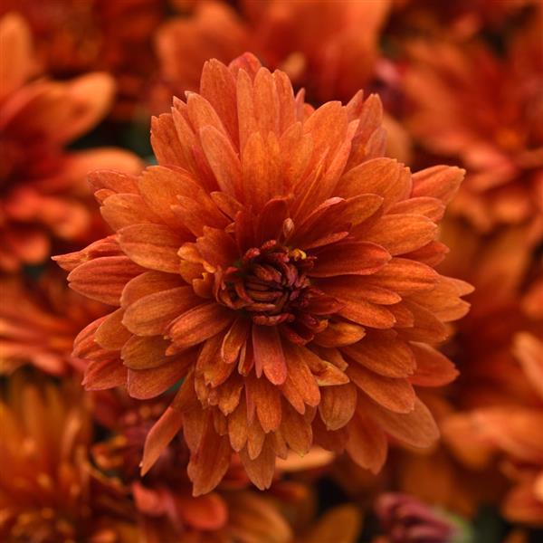 Sweet Potato Pie Bronze Potted Garden Mum